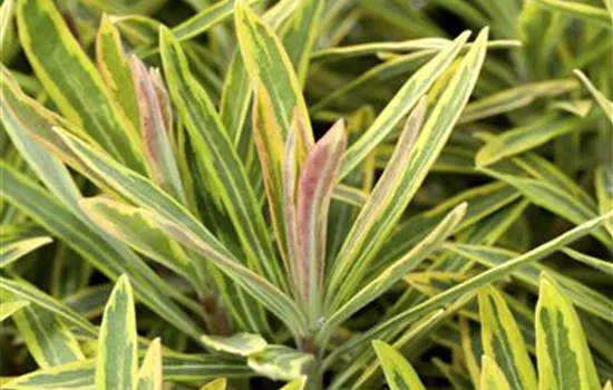Euphorbia polychroma 'Ascot Rainbow' Euphorbia polychroma 'Ascot Rainbow'