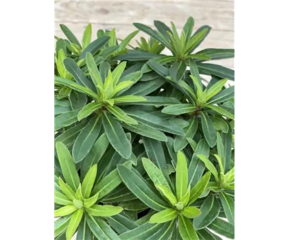 Euphorbia x martinii 'Athene'