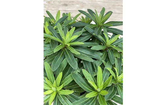 Euphorbia x martinii 'Athene' Euphorbia x martinii 'Athene'
