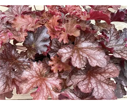 Heuchera 'Ruby Tuesday'