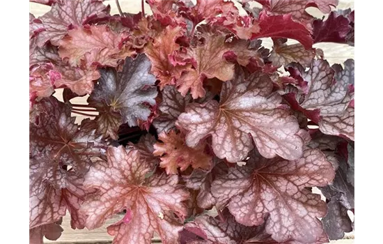 Heuchera 'Ruby Tuesday' Heuchera 'Ruby Tuesday'