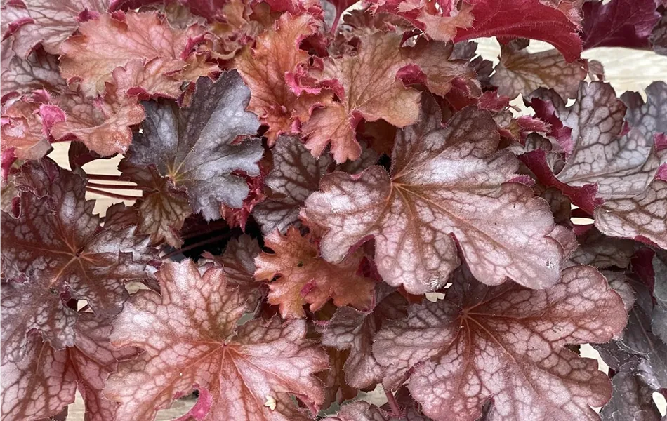 Heuchera 'Ruby Tuesday'