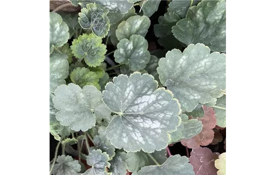 Heuchera sanguinea 'Ruby Bells'