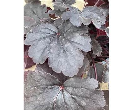 Heuchera 'Bella Notte'
