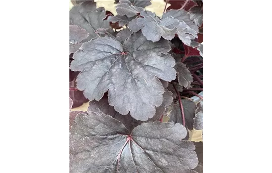 Heuchera 'Bella Notte' Heuchera 'Bella Notte'