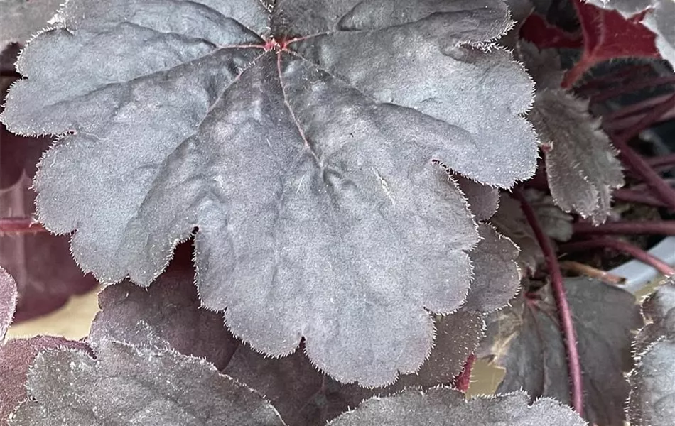 Heuchera 'Bella Notte'
