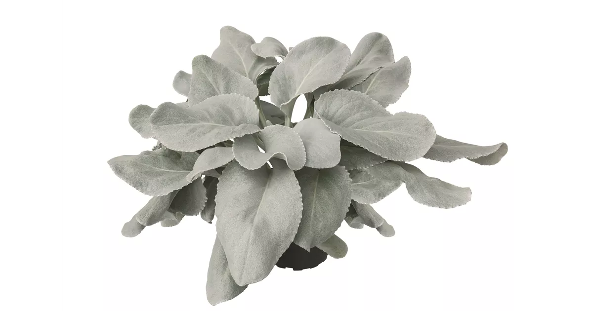 aeonium castello paivae variegata Aeonium Castello-Paivae  DesertSTORE.es