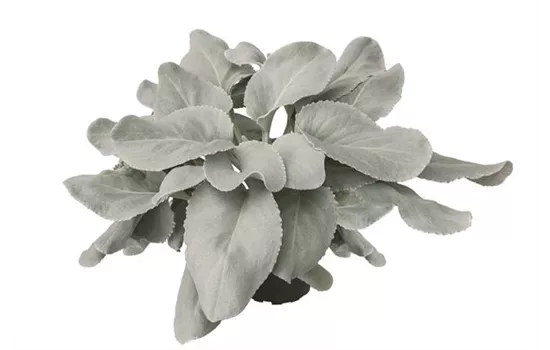 Senecio candidans 'Angel Wings' 