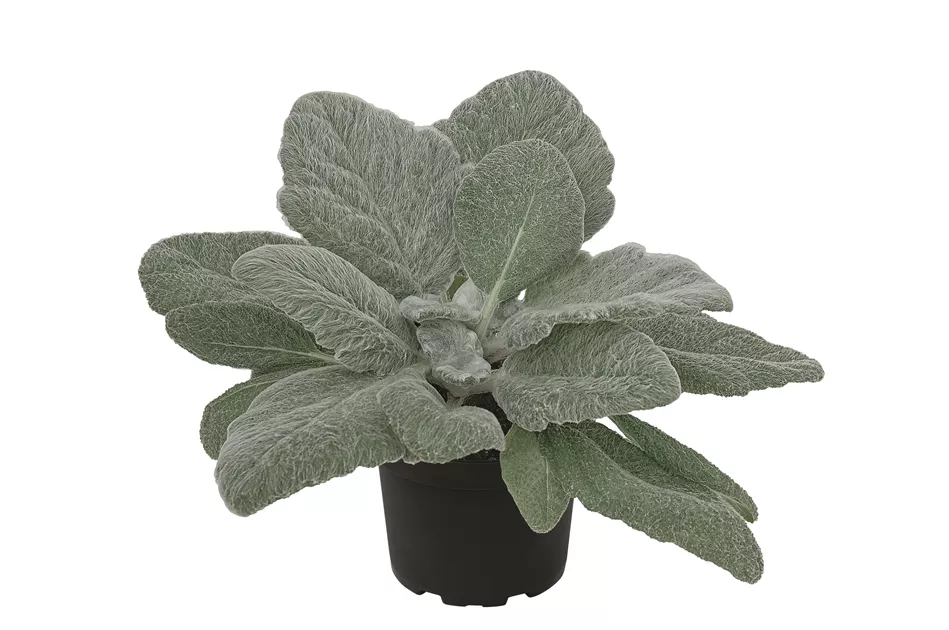 Salvia argentea