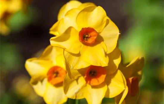 Narzisse 'Martinette' Narzisse 'Martinette'