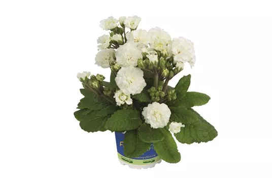 Rosen-Stilprimel POLLYANNA 'Frosty White' Neuheit 2023 Rosen-Stilprimel POLLYANNA 'Frosty White' Neuheit 2023
