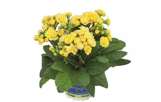 Rosen-Stilprimel POLLYANNA 'Fresh Lemon' Neuheit 2023 Rosen-Stilprimel POLLYANNA 'Fresh Lemon' Neuheit 2023