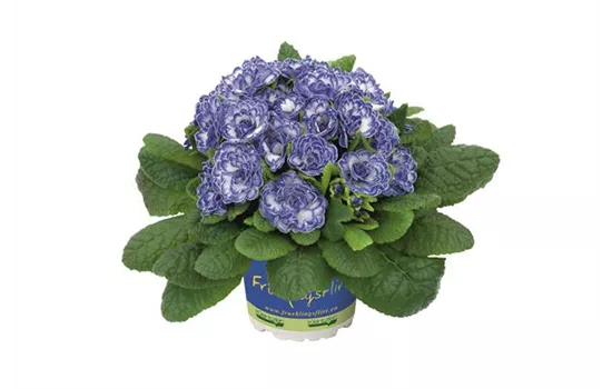 Rosenprimel BELARINA 'Blue Ripples' Neuheit 2023 Rosenprimel BELARINA 'Blue Ripples' Neuheit 2023