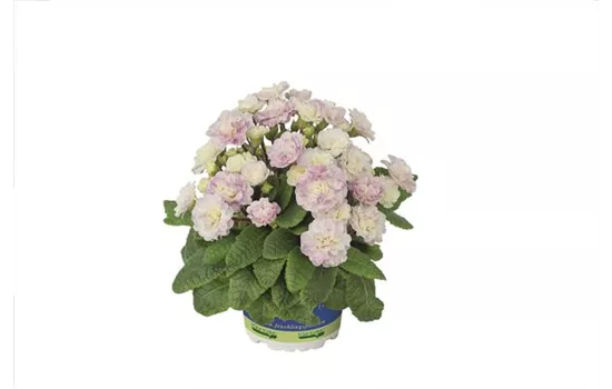 Rosenprimel BELARINA 'Pink Ice' Neuheit 2023 Rosenprimel BELARINA 'Pink Ice' Neuheit 2023