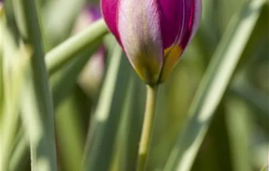 Wildtulpe 'Persian Pearl' 