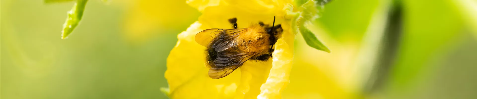 GS745316.jpg GS745316.jpg