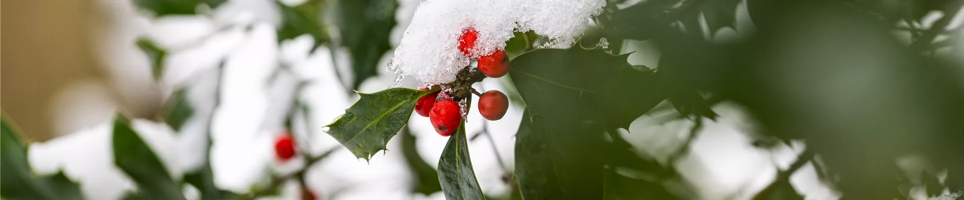 GS702478.jpg GS702478.jpg