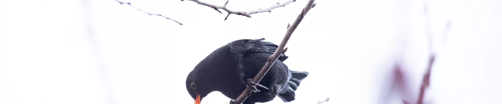 GS669488.jpg GS669488.jpg