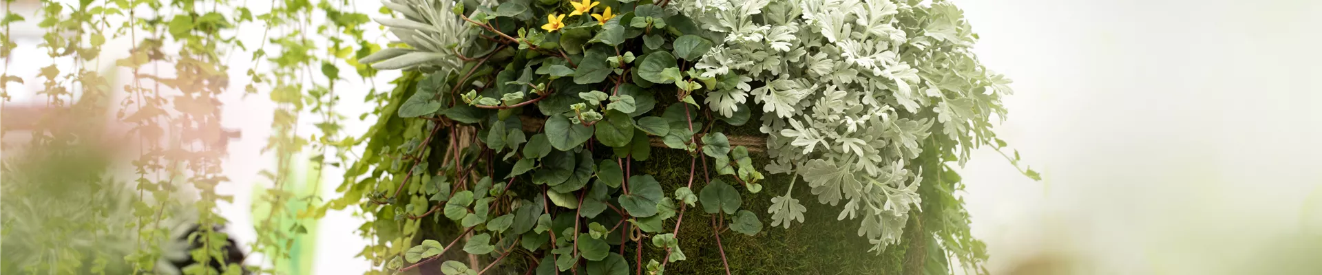 GS623791.jpg GS623791.jpg