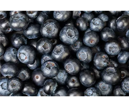 Blaubeere oder Schwarzbeere – die Heidelbeere hat viele Namen und viel Geschmack