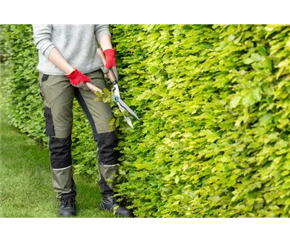 Dekorativ und praktisch zugleich: Die Hecke als Sichtschutz 