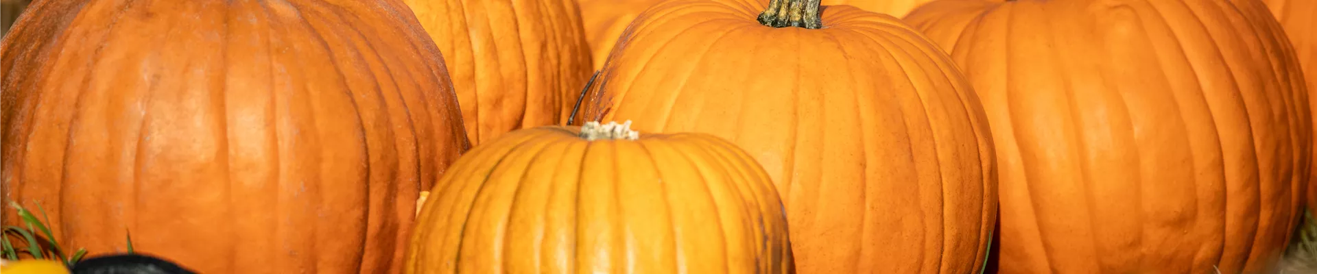 GS649682.jpg GS649682.jpg