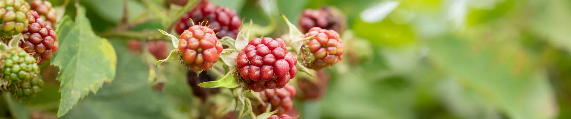 GS649278.jpg GS649278.jpg