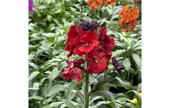 Goldlack 'Winter Passion'