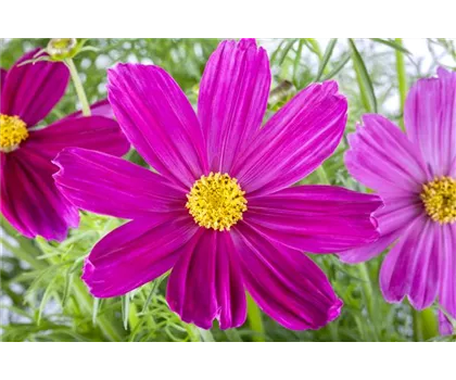 Cosmea Schmuckkörbchen 'Pink' 