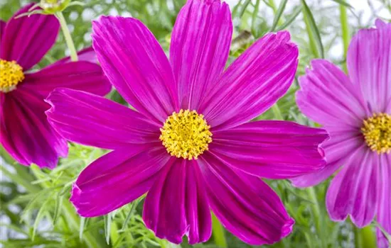Cosmea Schmuckkörbchen 'Pink' 