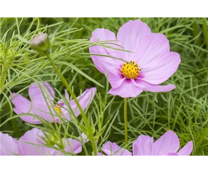 Cosmea Schmuckkörbchen 'Rosa'