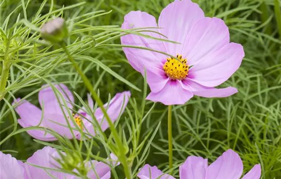Cosmea Schmuckkörbchen 'Rosa'