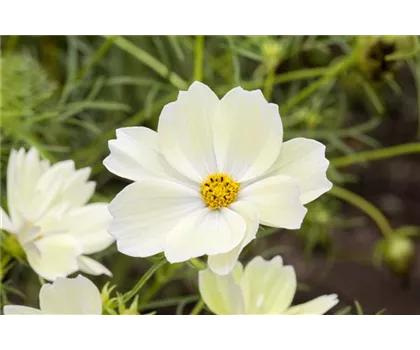 Cosmea Schmuckkörbchen 'Weiß'