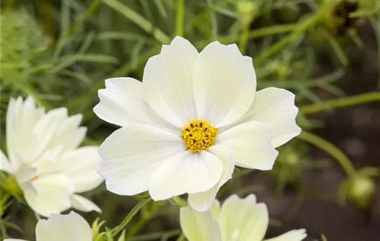 Cosmea Schmuckkörbchen 'Weiß'