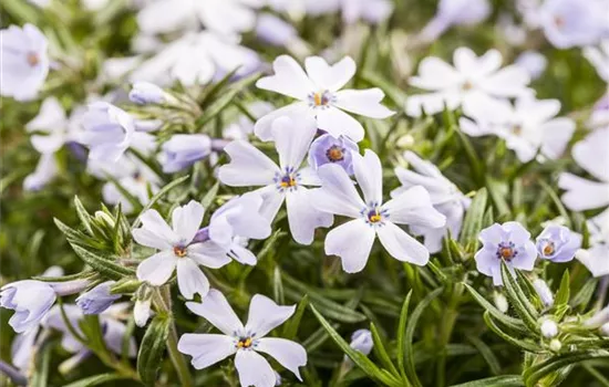 Teppich-Phlox oder Teppich-Flammenblume, weiß