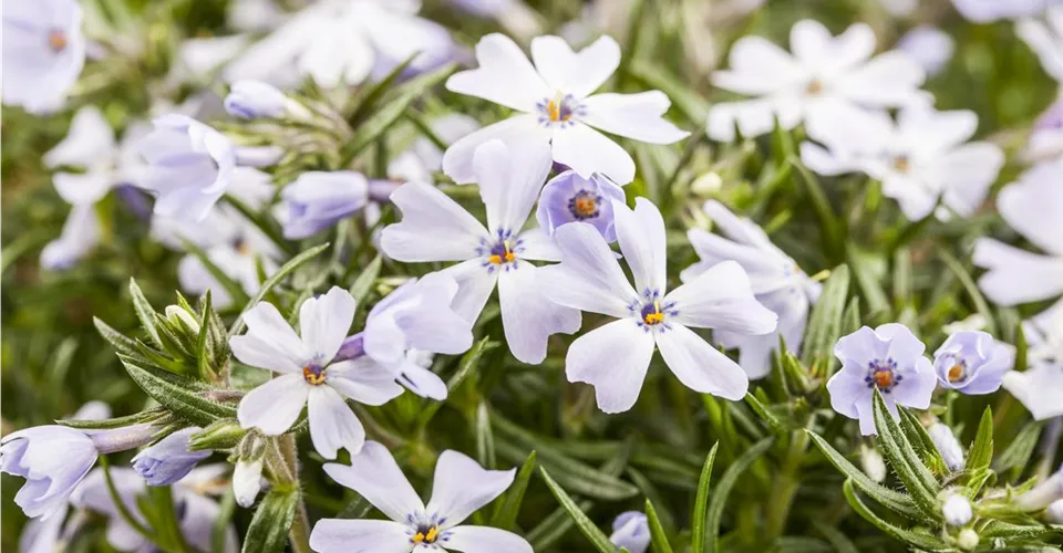 Teppich-Phlox in Hellblau
