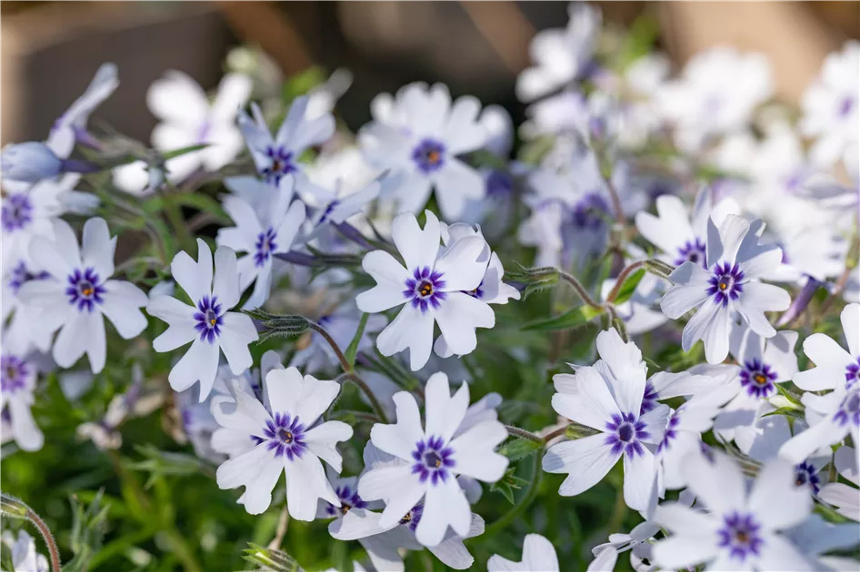 Teppich-Phlox oder Teppich-Flammenblume, blau
