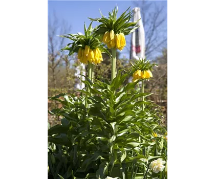 Blumenzwiebel - Kaiserkrone 'Lutea' Blumenzwiebel - Kaiserkrone 'Lutea'
