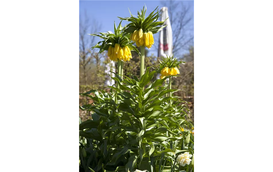 Fritillaria imperialis 'Maxima Lutea' Fritillaria imperialis 'Maxima Lutea'