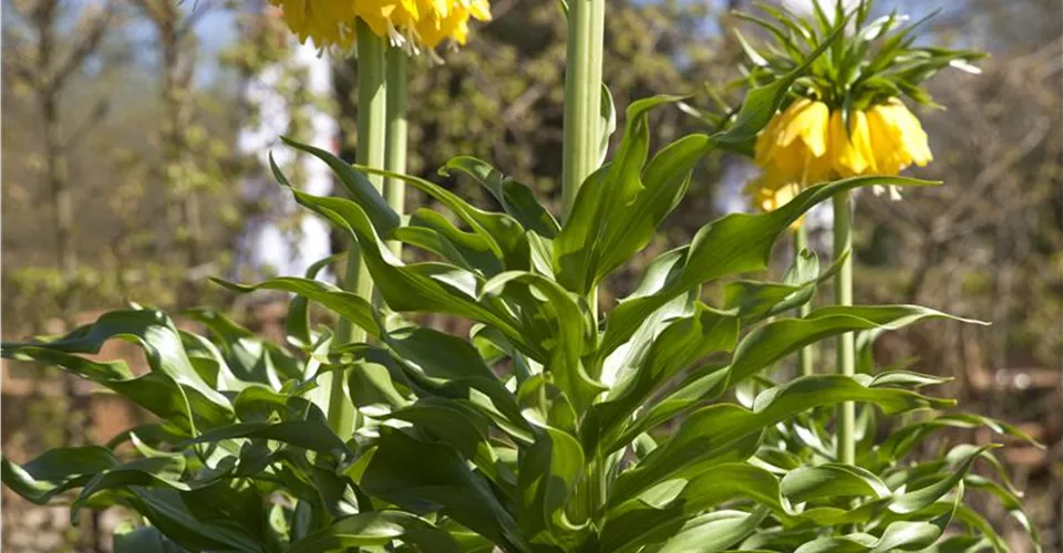 Kaiserkrone Fritillaria imperialis aus eigener Produktion Kaiserkrone Fritillaria imperialis aus eigener Produktion