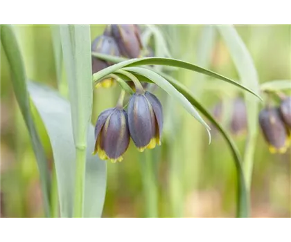 Fritillaria uva-vulpis, Neuheit 2020