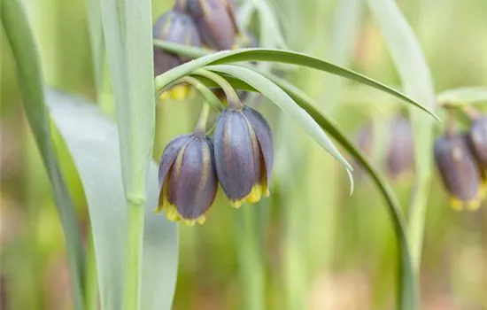 Fritillaria uva-vulpis, Neuheit 2020