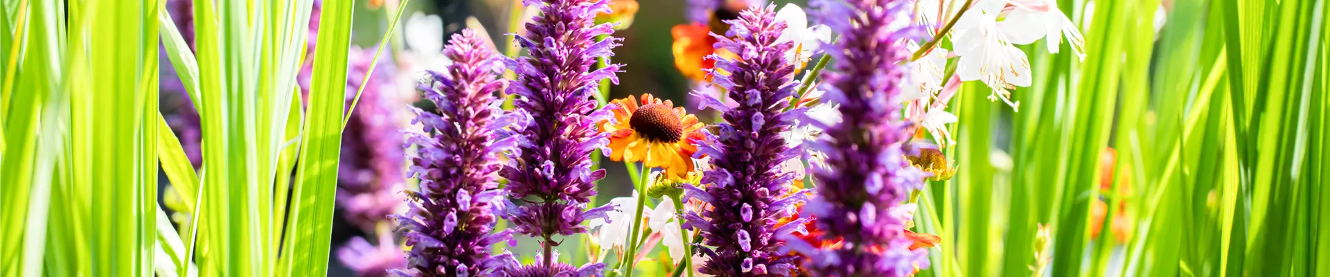 GS736232.jpg GS736232.jpg