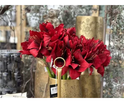 künstliche Amaryllis, burgundy rot, künstliche Amaryllis, burgundy rot,