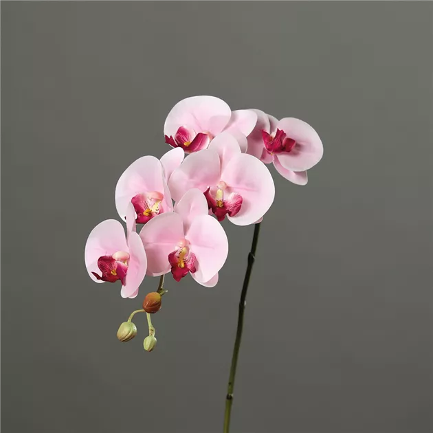 rechteckiger blumenkasten Rechteckiger Blumenkasten mit Rdern aus Fiberglas  Potflex