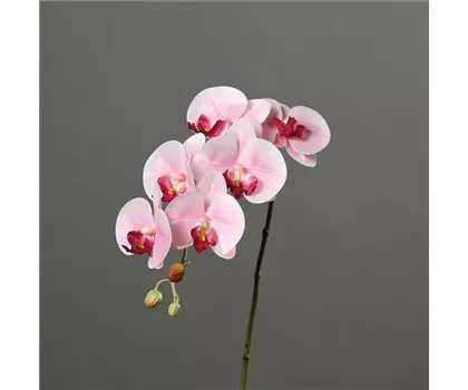Orchidee Phalaenopsis, Rispe mit 6 Blüten in natürlicher Haptik und 3 Knospen Orchidee Phalaenopsis, Rispe mit 6 Blüten in natürlicher Haptik und 3 Knospen