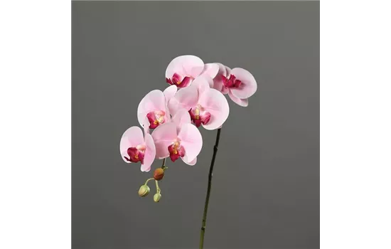 Orchidee Phalaenopsis, Rispe mit 6 Blüten in natürlicher Haptik und 3 Knospen