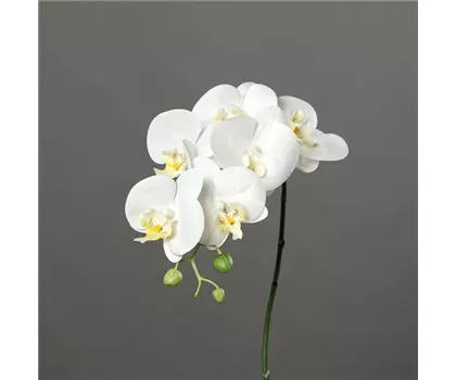 Orchidee Phalaenopsis, Rispe mit 6 Blüten in natürlicher Haptik und 3 Knospen Orchidee Phalaenopsis, Rispe mit 6 Blüten in natürlicher Haptik und 3 Knospen