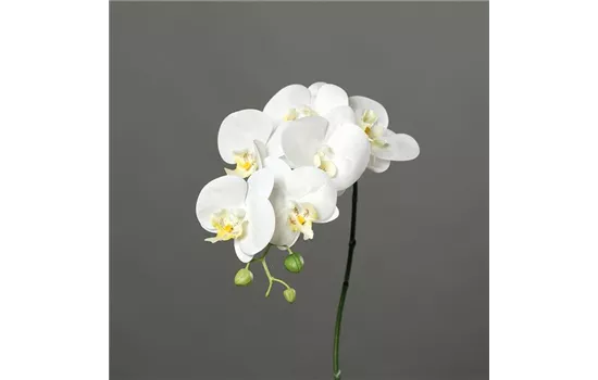 Orchidee Phalaenopsis, Rispe mit 6 Blüten in natürlicher Haptik und 3 Knospen