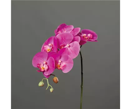 Orchidee Phalaenopsis, Rispe mit 6 Blüten in natürlicher Haptik und 3 Knospen Orchidee Phalaenopsis, Rispe mit 6 Blüten in natürlicher Haptik und 3 Knospen